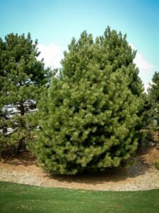 Сосна Чёрная (Pinus Nigra) купить по цене от 270.00р. в интернет-магазине «Посадика» с доставкой почтой в в Мурашие и по всей России – [изображение №1].