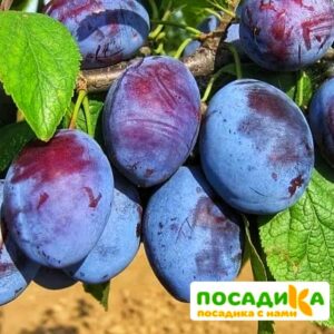 Слива Чачакская ранняя купить по цене от 229.00р. в интернет-магазине «Посадика» с доставкой почтой в в Мурашие и по всей России – [изображение №1].