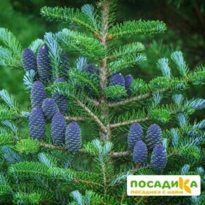 Пихта корейская (Abies koreana) купить по цене от 450.00р. в интернет-магазине «Посадика» с доставкой почтой в в Мурашие и по всей России – [изображение №1].