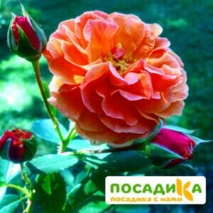 Роза Арабия купить по цене от 350.00р. в интернет-магазине «Посадика» с доставкой почтой в в Мурашие и по всей России – [изображение №1].