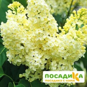 Сирень Примроуз (Primrose) купить по цене от 529.00р. в интернет-магазине «Посадика» с доставкой почтой в в Мурашие и по всей России – [изображение №1].