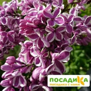 Сирень Сенсация купить по цене от 529.00р. в интернет-магазине «Посадика» с доставкой почтой в в Мурашие и по всей России – [изображение №1].