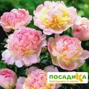 Пион Распберри Сандей (Paeonia Raspberry Sundae) купить по цене от 959р. в интернет-магазине «Посадика» с доставкой почтой в в Мурашие и по всей России – [изображение №1].