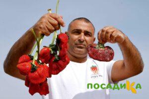 Клубника Гигант Джорнея купить по цене от 266р. в интернет-магазине «Посадика» с доставкой почтой в в Мурашие и по всей России – [изображение №1].