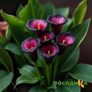 Калла Аура Лейс купить по цене от 400р. в интернет-магазине «Посадика» с доставкой почтой в в Мурашие и по всей России – [изображение №1].