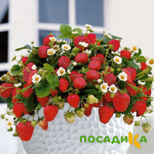 Клубника Рубиновый Шепот (горшечная) купить по цене от 240р. в интернет-магазине «Посадика» с доставкой почтой в в Мурашие и по всей России – [изображение №1].