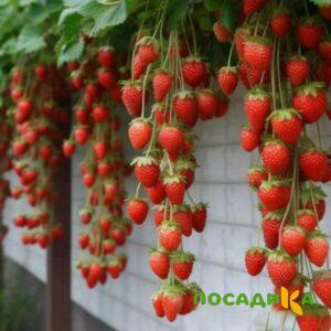 Клубника вьющаяся Комплимент купить по цене от 470р. в интернет-магазине «Посадика» с доставкой почтой в в Мурашие и по всей России – [изображение №1].
