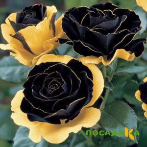 Роза Ханни Сикл купить по цене от 700р. в интернет-магазине «Посадика» с доставкой почтой в в Мурашие и по всей России – [изображение №1].