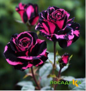 Роза Багровый Шепот купить по цене от 366р. в интернет-магазине «Посадика» с доставкой почтой в в Мурашие и по всей России – [изображение №1].