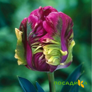 Тюльпан Экзотик Хэвен купить по цене от 186р. в интернет-магазине «Посадика» с доставкой почтой в в Мурашие и по всей России – [изображение №1].