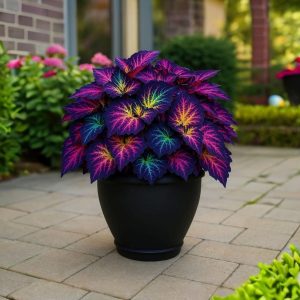 Хоста Фрости Блю купить по цене от 389р. в интернет-магазине «Посадика» с доставкой почтой в в Мурашие и по всей России – [изображение №1].