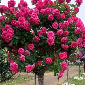 Роза Версаля купить по цене от 232р. в интернет-магазине «Посадика» с доставкой почтой в в Мурашие и по всей России – [изображение №1].