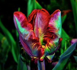 Тюльпан Эирпрайз купить по цене от 270р. в интернет-магазине «Посадика» с доставкой почтой в в Мурашие и по всей России – [изображение №1].